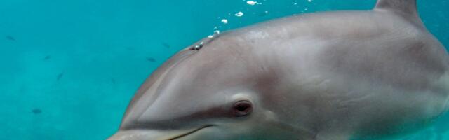 Dolphins Are Exhaling Microplastics