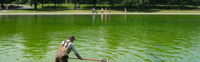 Even the Internet’s Favorite Pool Guy Doesn’t Know How to Fix the Reflecting Pool