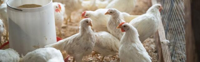 U.S. considers vaccinating chickens as bird flu kills millions