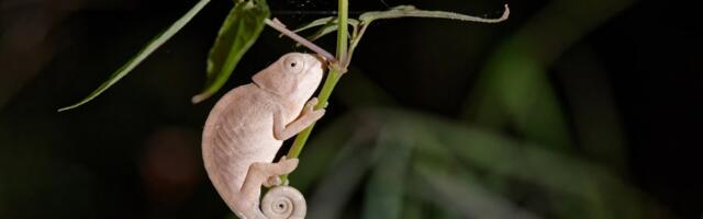 Scientists are racing to save these iconic animals in Madagascar