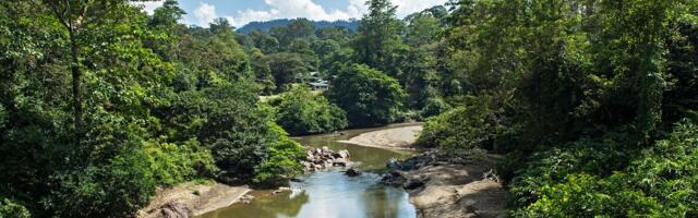 The ‘Parasite of Parasites’ Has Been Discovered in the Tropical Forests of Borneo