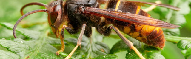 Scientists Have A New, High-Tech Weapon In The Battle Against Invasive Asian Hornets