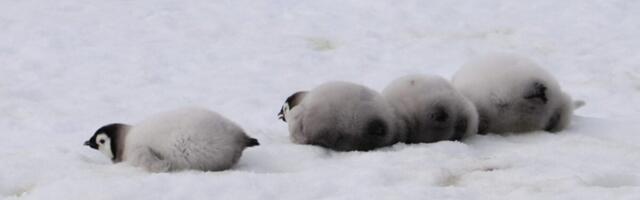 As Mass Drownings Add Up, Emperor Penguins Officially Join the Endangered List