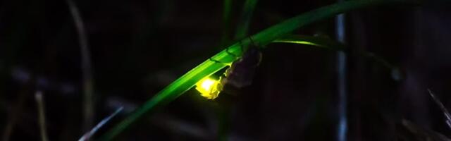 European Glow-worm and Firefly Species are in decline