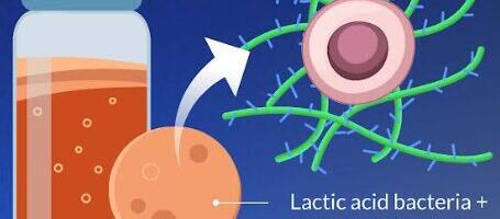 New Bioink for Personalised Tissue Repair Using Kombucha SCOBY Nanocellulose