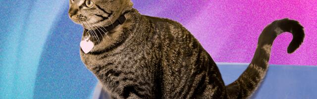 The Best Cat Litter Depends on Your Cat and Type of Litter Box