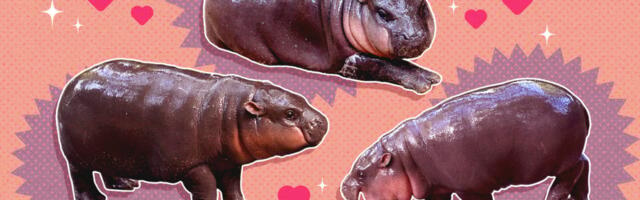 Why we’re all in love with a little hippo named Moo Deng