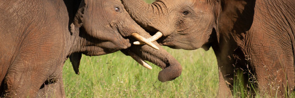 Can artificial intelligence give elephants a winning edge?