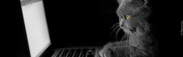 Личный бренд разработчика: как вырвать очко у ИИ