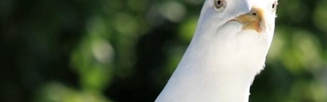 What we've been playing - "like a seagull by a bin, I decided to have a peck"