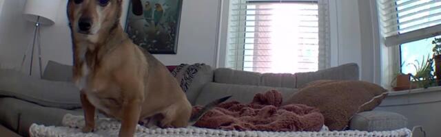 I use a tiny Blink camera to spy on my pets. Its only $15 during Prime Day.