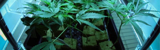 Europe’s cannabis capitals for investment ranked, report