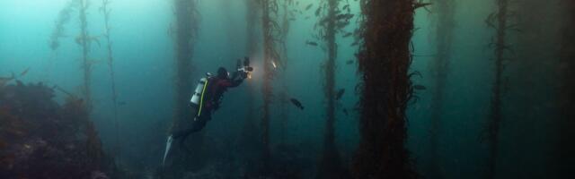 The most mysterious forests on Earth are underwater