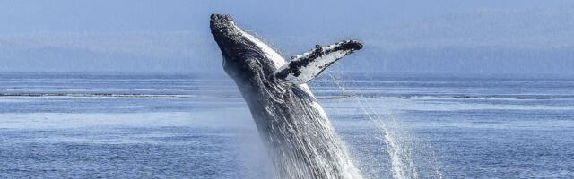 Bitcoin Euphoria Cools as Whales Wake Up: Crypto Daybook Americas