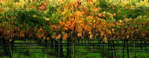 Mitchell Katz, owner of Livermore vineyard bearing his name, dies in two-car crash