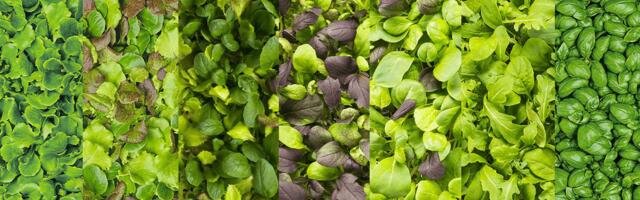 Italian vertical farming startup Planet Farms secures $40M at $500M valuation