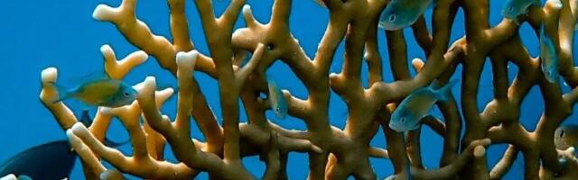 Steel Frames Revive Dead Coral Reef