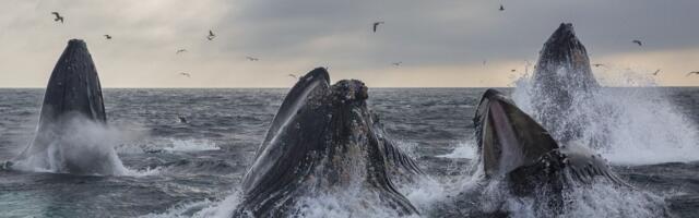 Satoshi-Era Whale Sells 9K BTC for Over $1B as Bitcoin Dips Below $117K