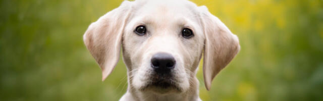 Ring cancels Flock deal after dystopian Super Bowl ad prompts mass outrage