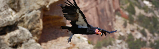 New effort will get genome sequences for entire Endangered Species list