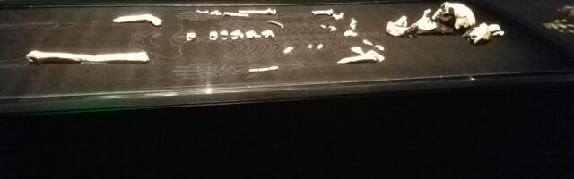 Every Homo naledi we know of is female, and the implications are fascinating