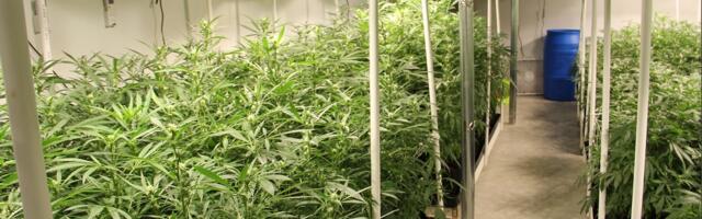 You might be surprised by how much illegal weed is seized in California