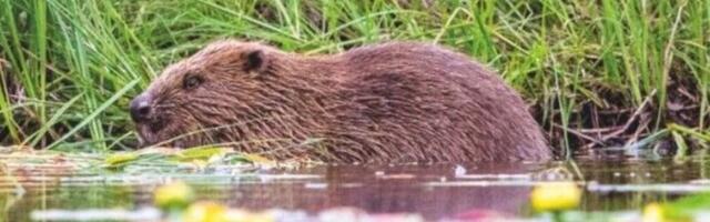 Will Glen Affric be home to new beavers?