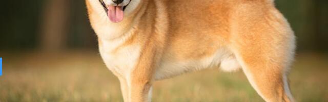 Spot DOGE ETF Appears Nearer as Bitwise Amends Filing