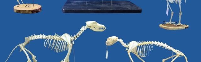 Superworms could replace beetles for cleaning skeletal remains
