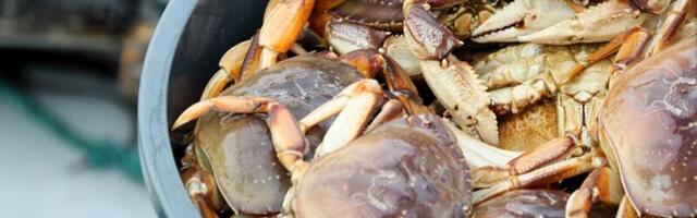Bay Area’s commercial Dungeness crab season can start officially Jan. 18 — with caveats
