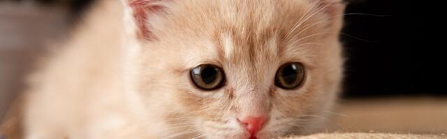 CDC Abruptly Yanks Report Linking Cats to Bird Flu Spread