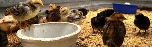 Chick sales are on track for a record-breaking year as egg prices drive more people to raise poultry in their back yards, Tractor Supply CEO says