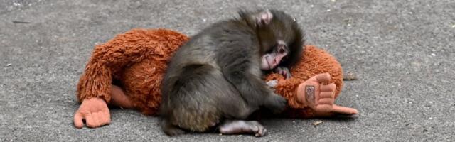 Punch the Baby Monkey’s Ikea Plushie Is Selling for Hundreds on eBay