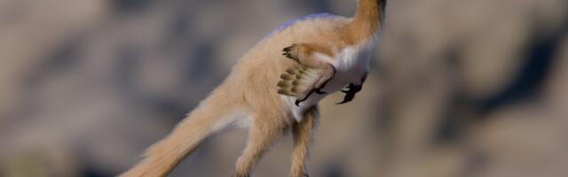 Tiny, long-armed dinosaur leads to rethink of dinosaur miniaturization