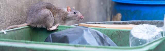 The Not-So-Simple Truth About Rats, Roaches, and the Other Urban ‘Pests’ We Made
