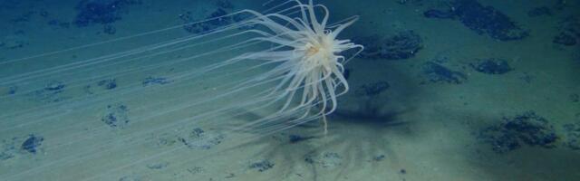 Trump Fast-Tracks Deep-Sea Mining, Endangering a Still-Unexplored Ocean World