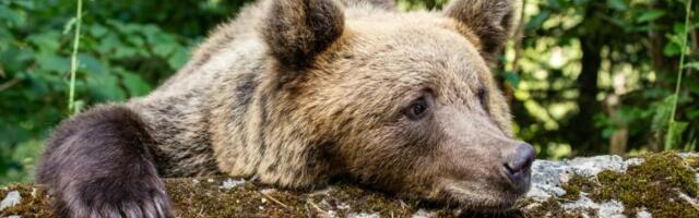 Crypto bears got it wrong again, losing $300 million in liquidations