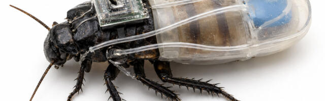 Researchers Turn Cockroaches Into an Underwater Cyborg For Rescue Missions