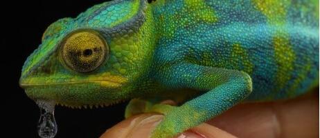 Ученые создали полимер-хамелеон, меняющий цвет от прикосновения воды и спирта