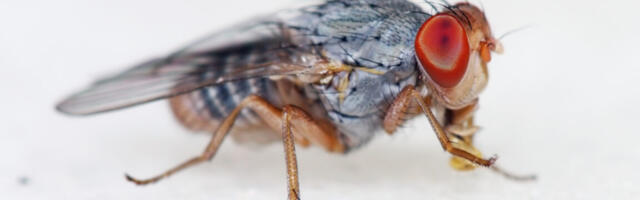 Fruit flies can be made to act like miniature robots
