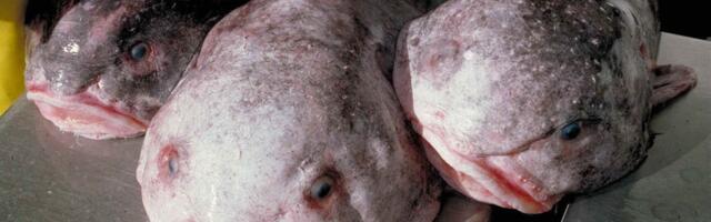 15 bizarre creatures from the bottom of the ocean that look like aliens