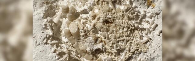 Yep, That’s 66-Million-Year-Old Vomit