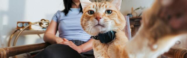 The new Fi Mini pet tracker has GPS, and it’s barely bigger than an AirTag