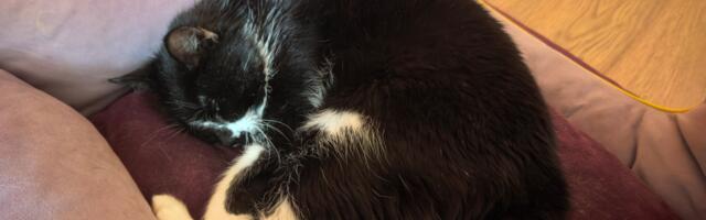 Как за 5 дней с помощью Claude я создал приложение для кошки с диабетом (и кажется запустил стартап)