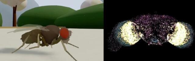 Цифровая муха сделала первый шаг: как Eon Systems загрузил биологический мозг в симуляцию и почему на очереди — человек