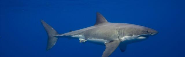 Great White Sharks Have Been in the Mediterranean Sea for Millions of Years—but Sightings Are Incredibly Rare