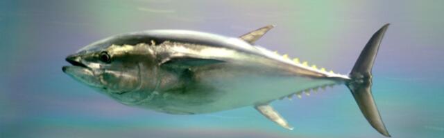 Pacific bluefin tuna are swimming toward sustainability