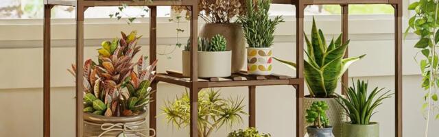 Walmart is having a huge sale on live plants and planters