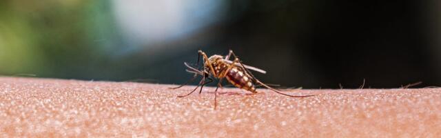 As mosquito ranges expand, better monitoring is key to preventing disease