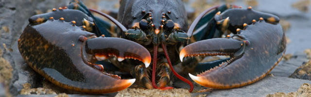 Despite Nvidia claims, Chinese smugglers have used live lobsters and fake baby bumps to traffic chips